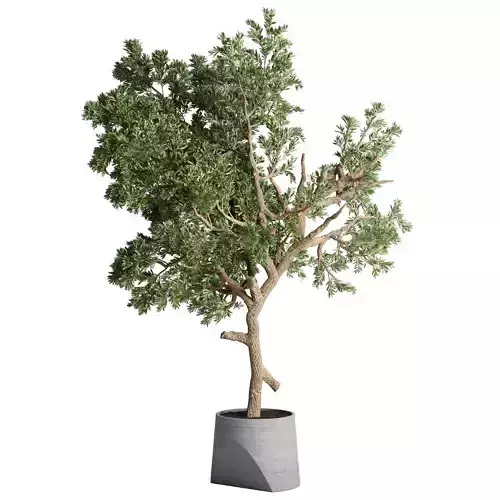 indoor plant 482 pot plant tree concrete dirt vase