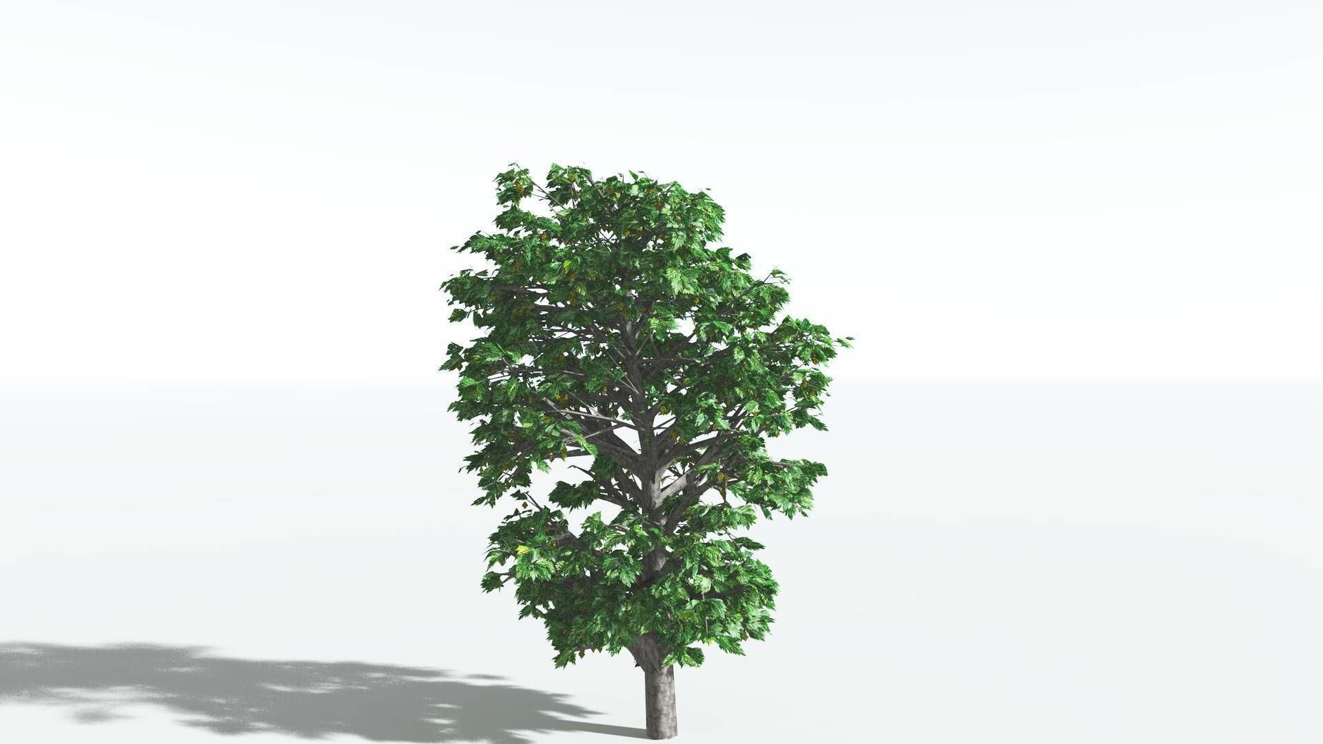 EVERYPlant Breadnut 2 --12 Models-- 3D model_24