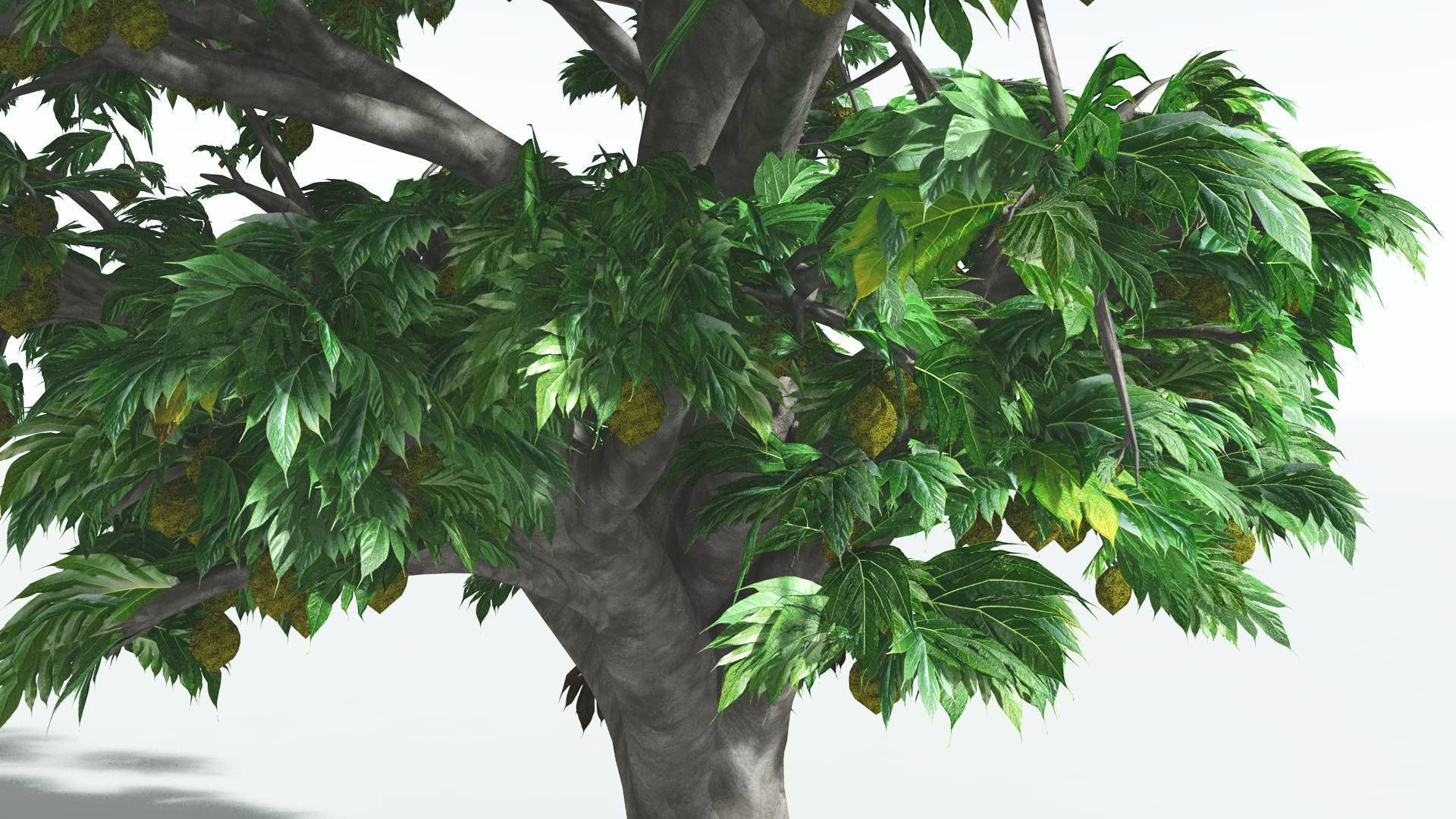 EVERYPlant Breadnut 2 --12 Models-- 3D model_27