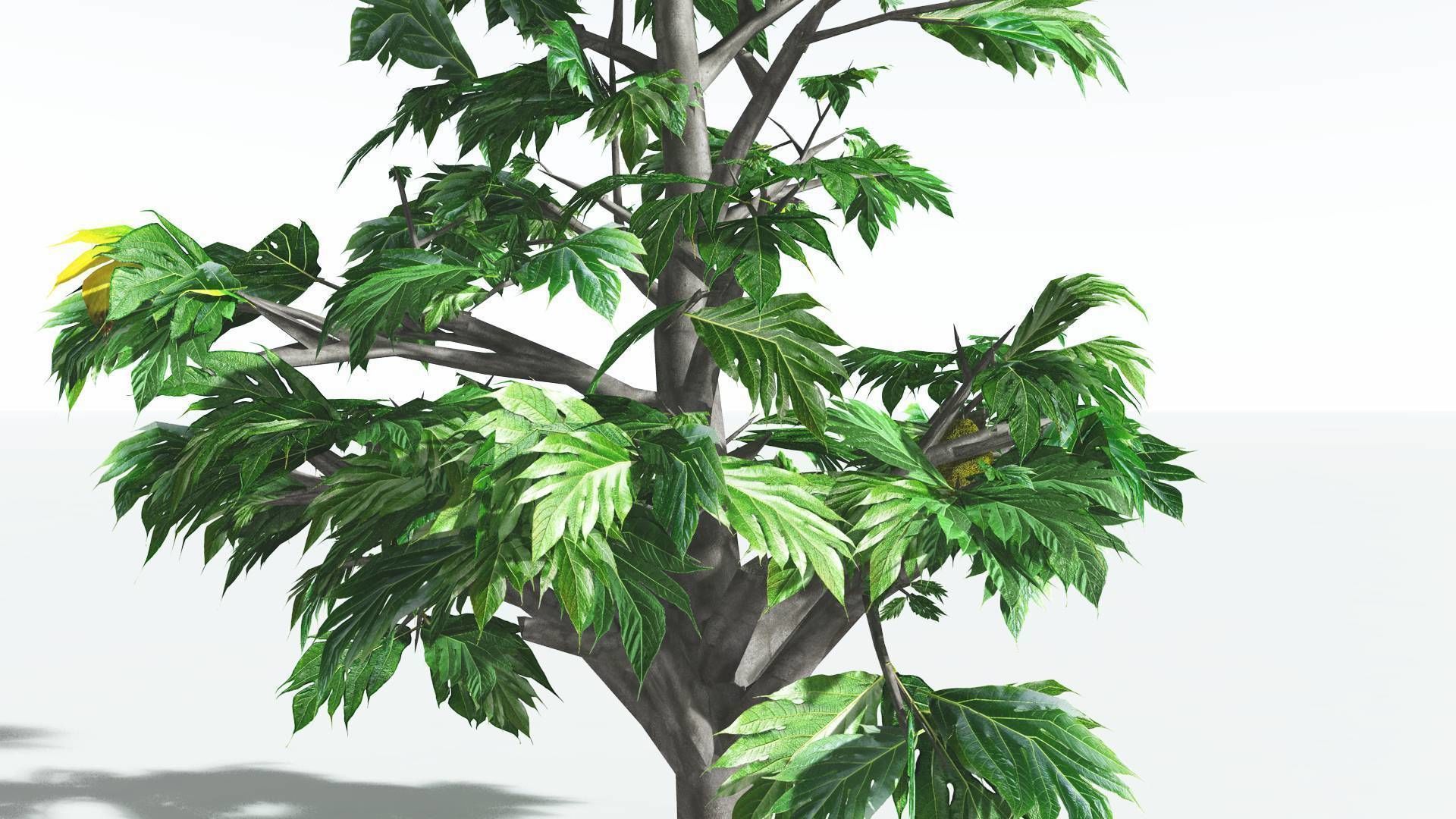 EVERYPlant Breadnut 2 --12 Models-- 3D model_21