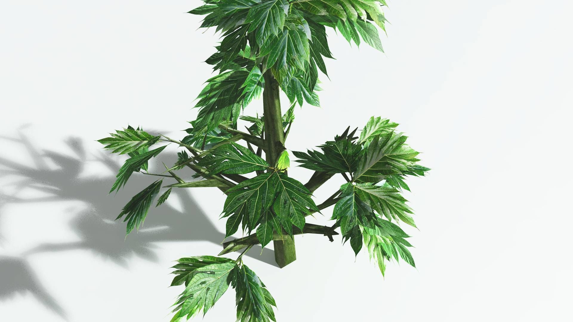 EVERYPlant Breadnut 2 --12 Models-- 3D model_23