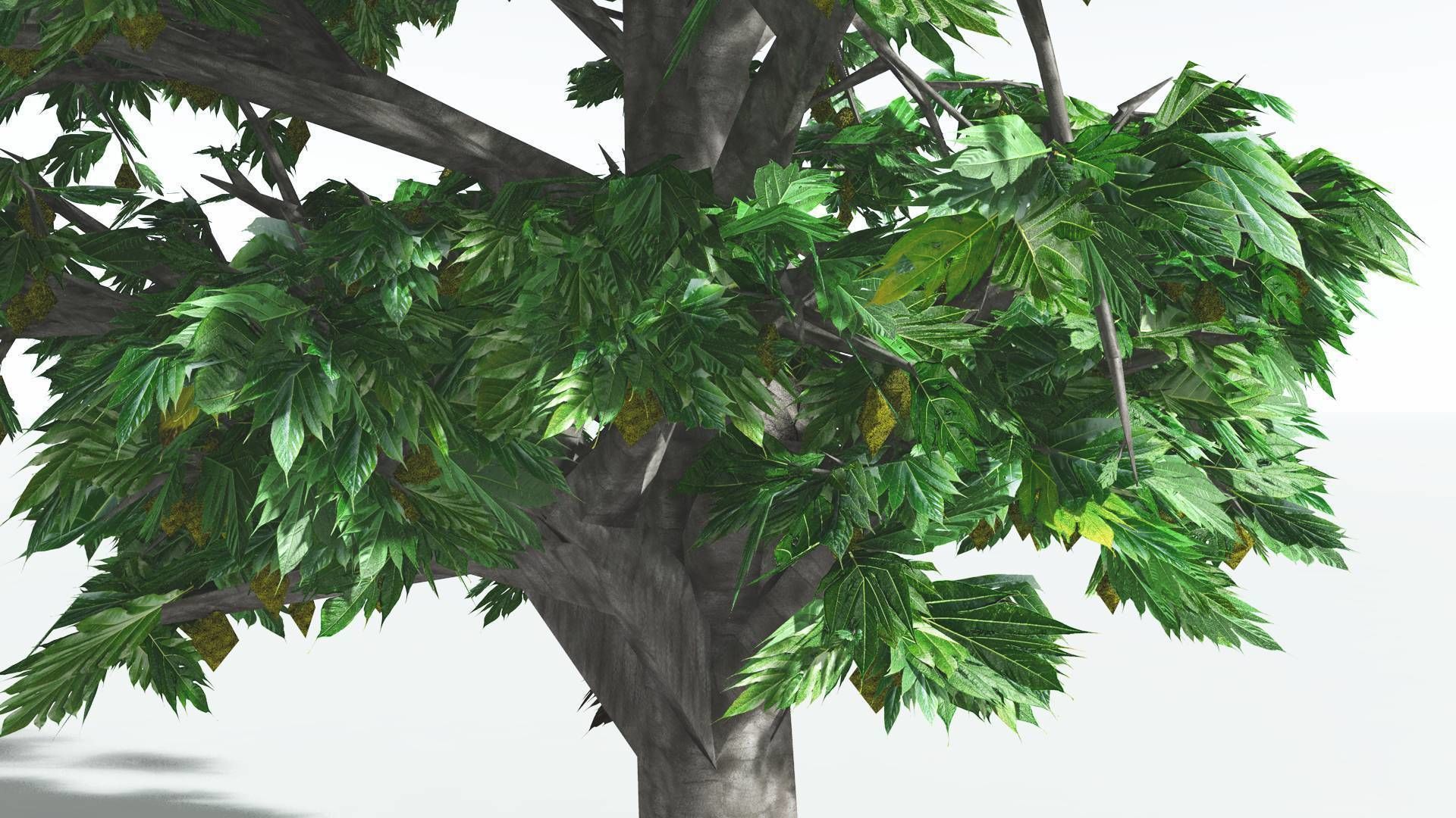 EVERYPlant Breadnut 2 --12 Models-- 3D model_25
