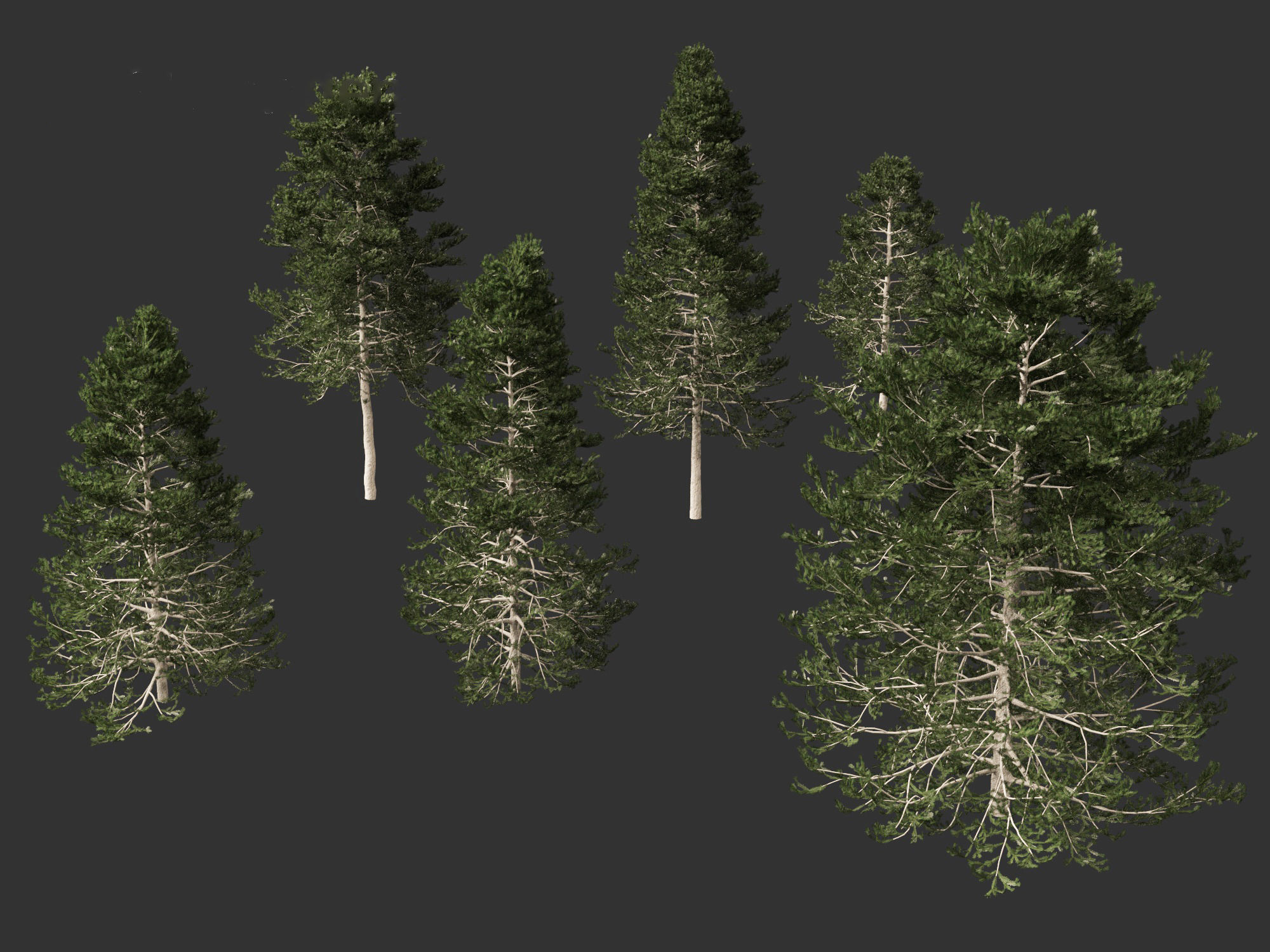 Pseudotsuga menziesi - Douglas fir 3D model_7