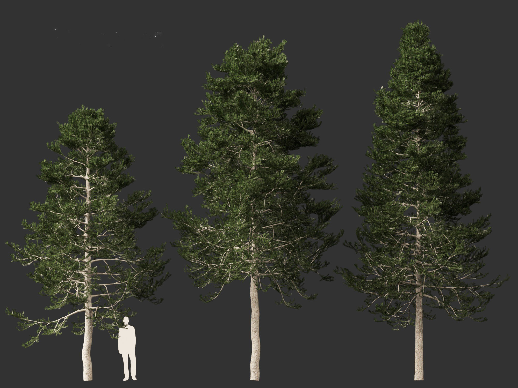 Pseudotsuga menziesi - Douglas fir 3D model_6