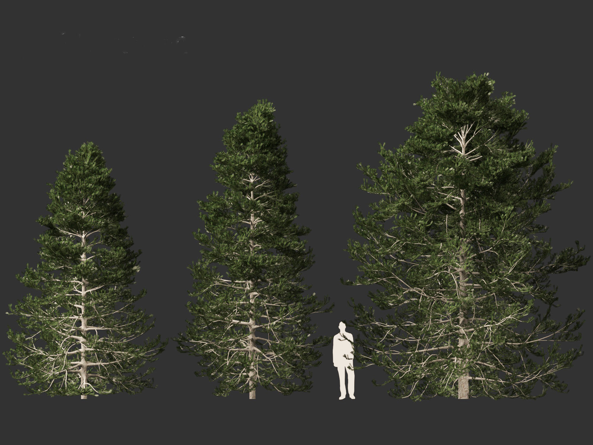 Pseudotsuga menziesi - Douglas fir 3D model_4