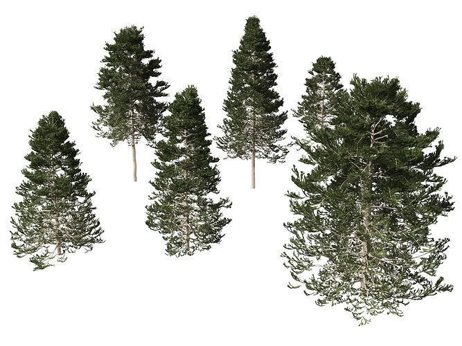 Pseudotsuga menziesi - Douglas fir 3D model