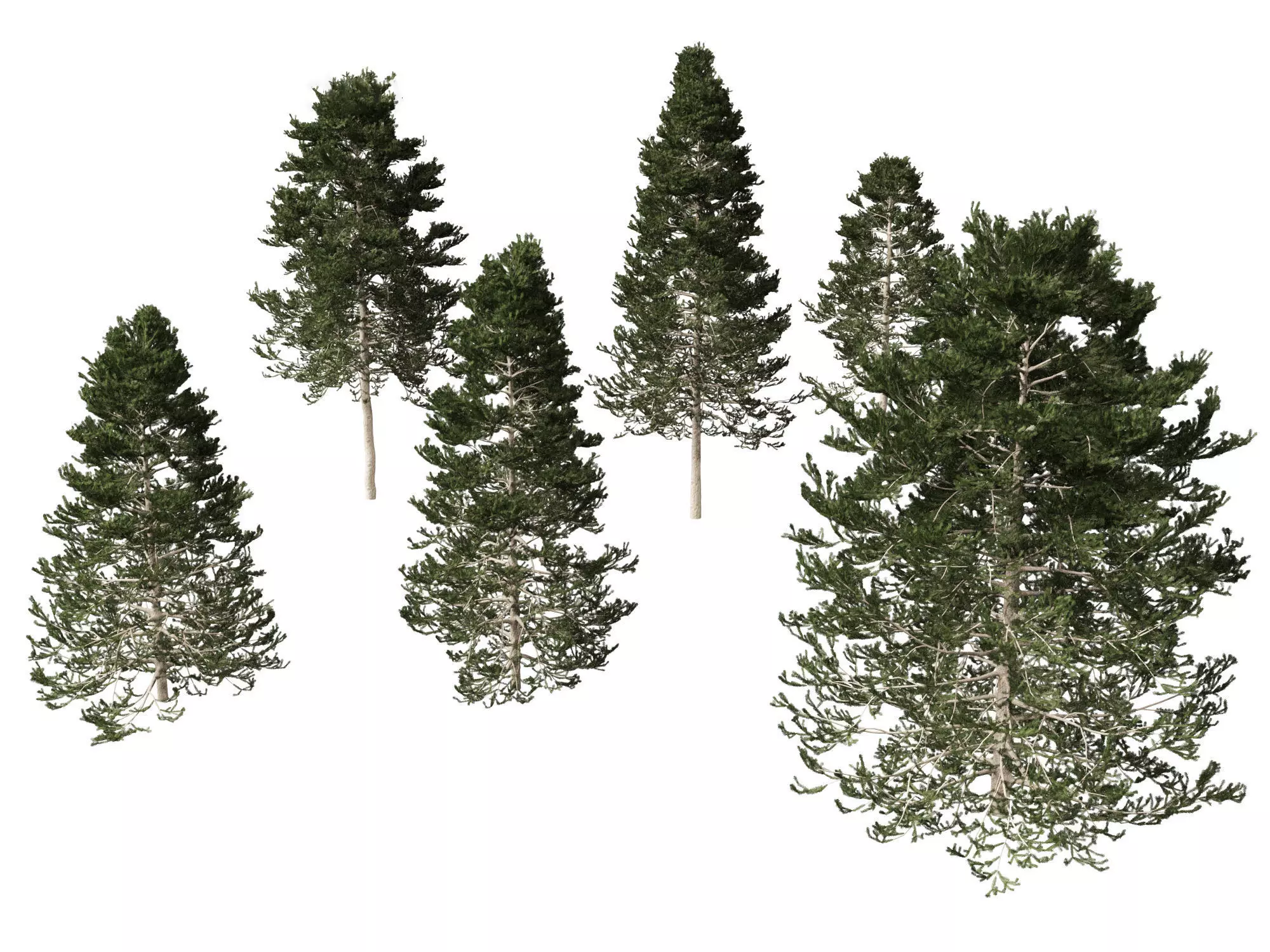 Pseudotsuga menziesi - Douglas fir 3D model_0