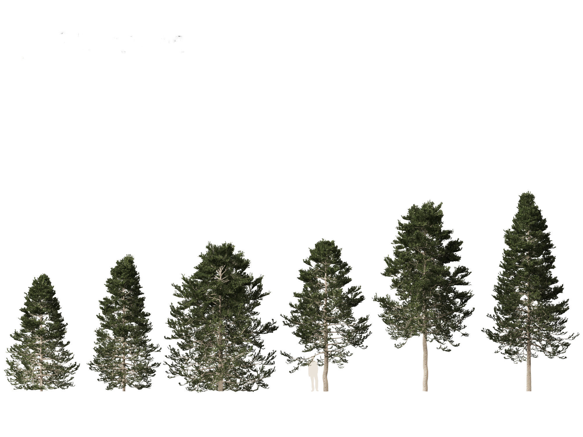 Pseudotsuga menziesi - Douglas fir 3D model_1