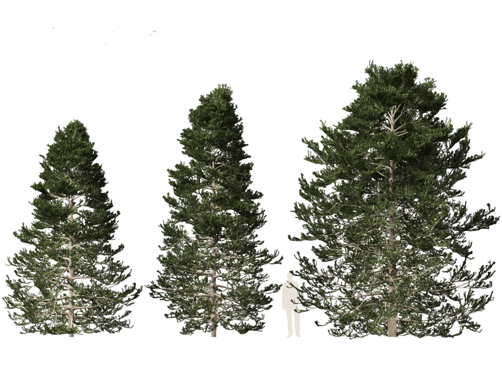 Pseudotsuga menziesi - Douglas fir 3D model_3