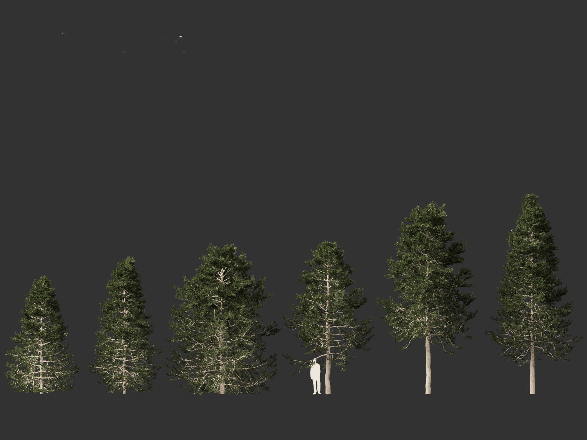 Pseudotsuga menziesi - Douglas fir 3D model_2