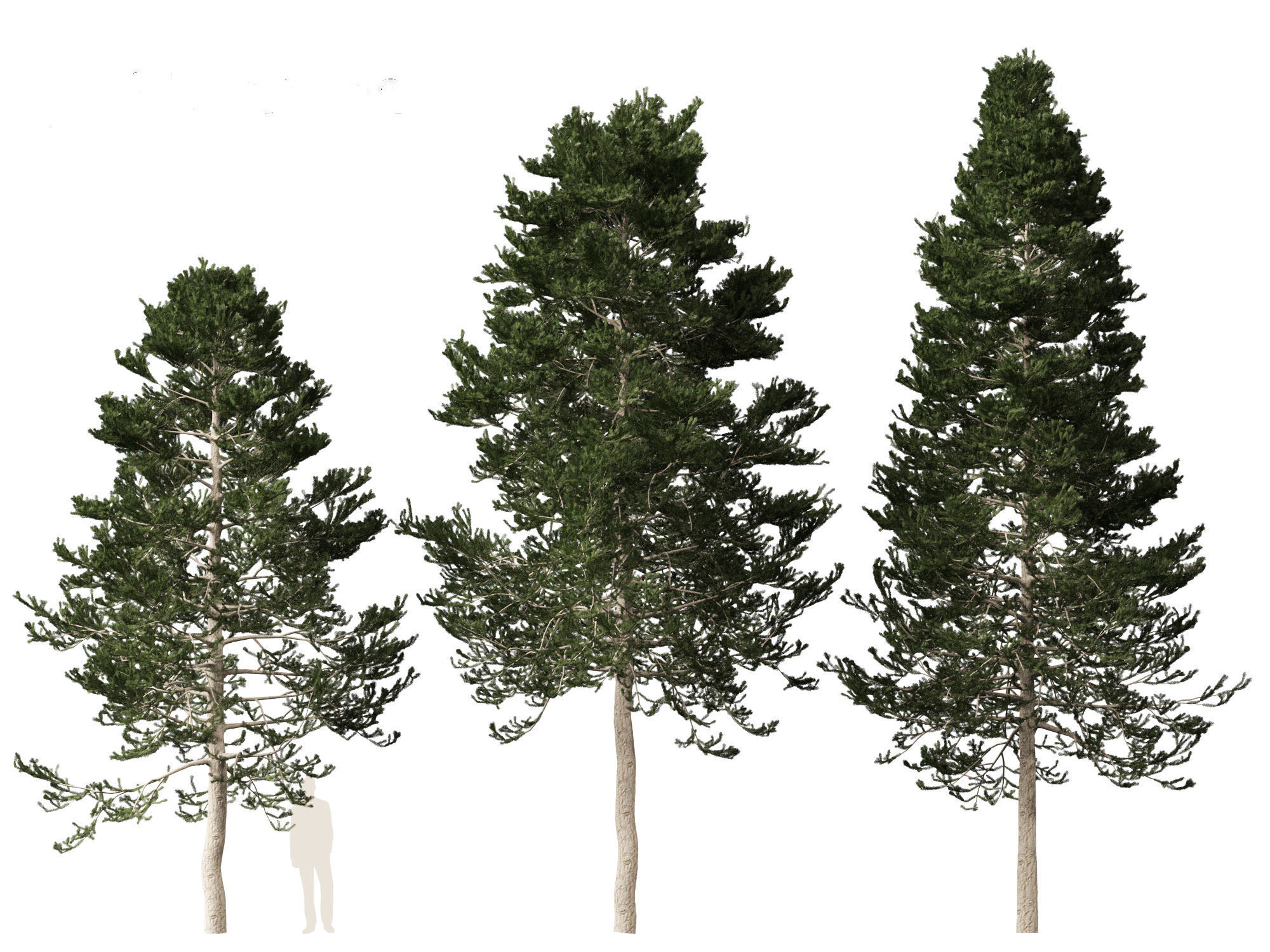 Pseudotsuga menziesi - Douglas fir 3D model_5