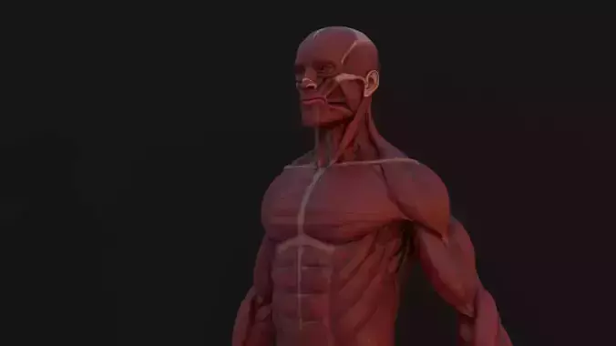 Human Anatomy Kit Low-poly 3D model