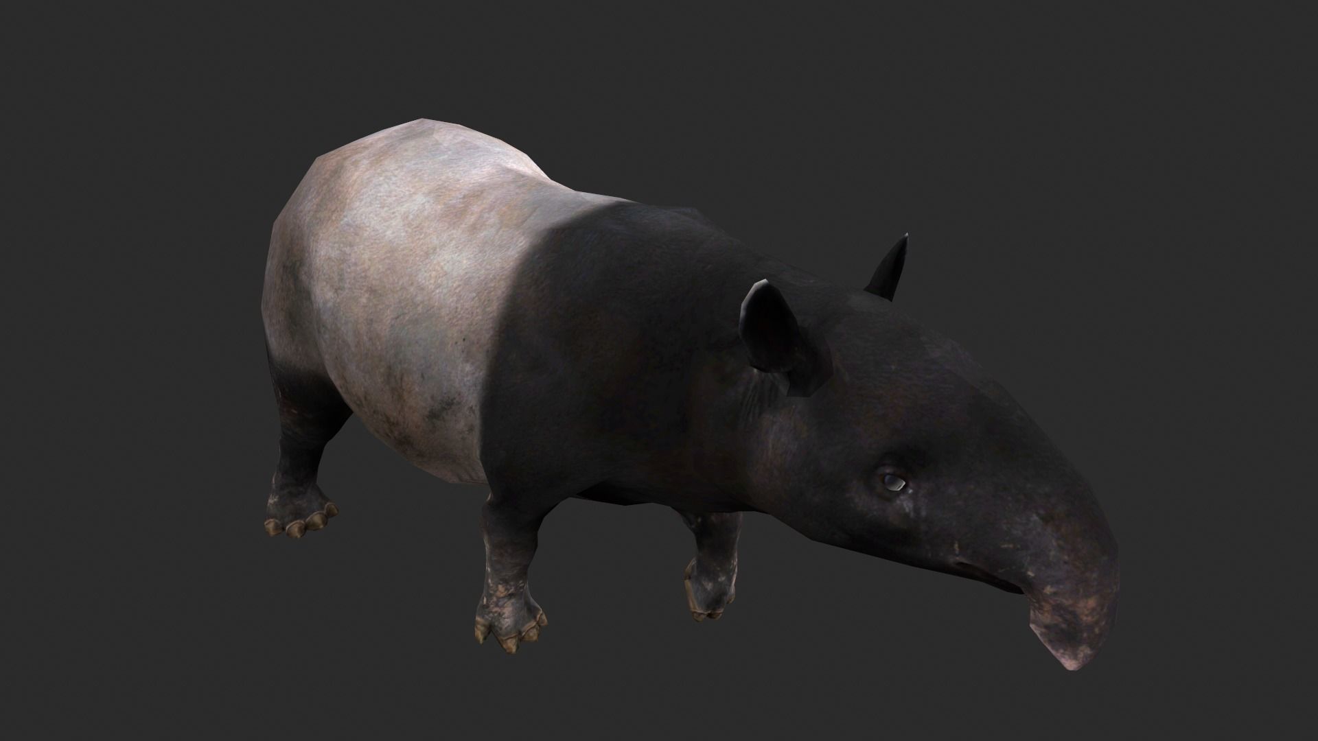 Animated Tapir Low-poly 3D model_3