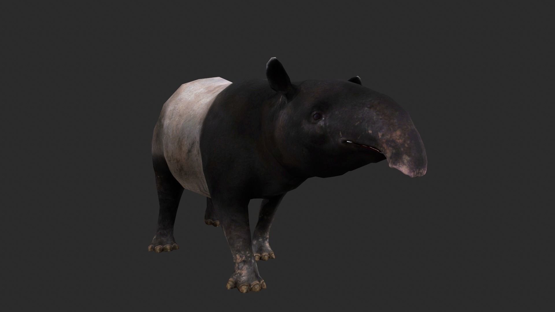 Animated Tapir Low-poly 3D model_8