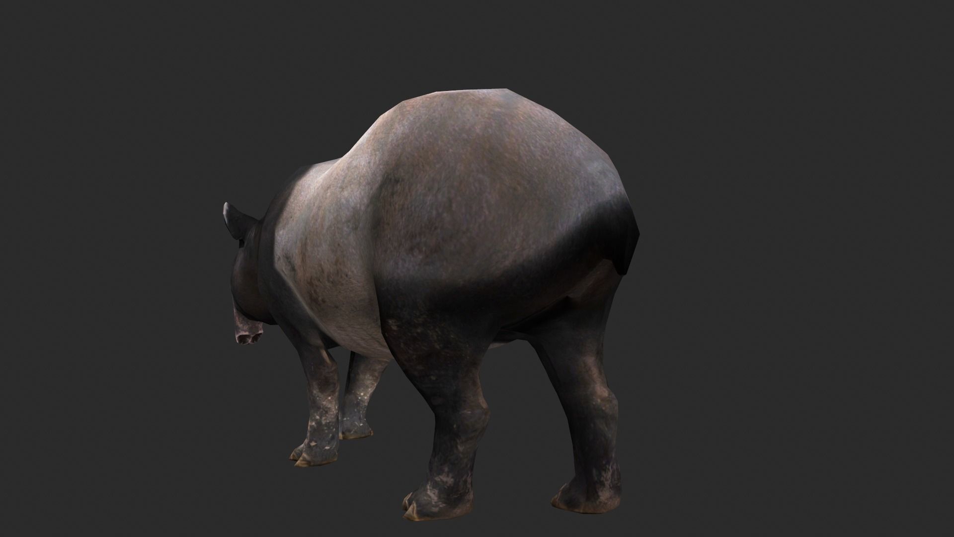 Animated Tapir Low-poly 3D model_7
