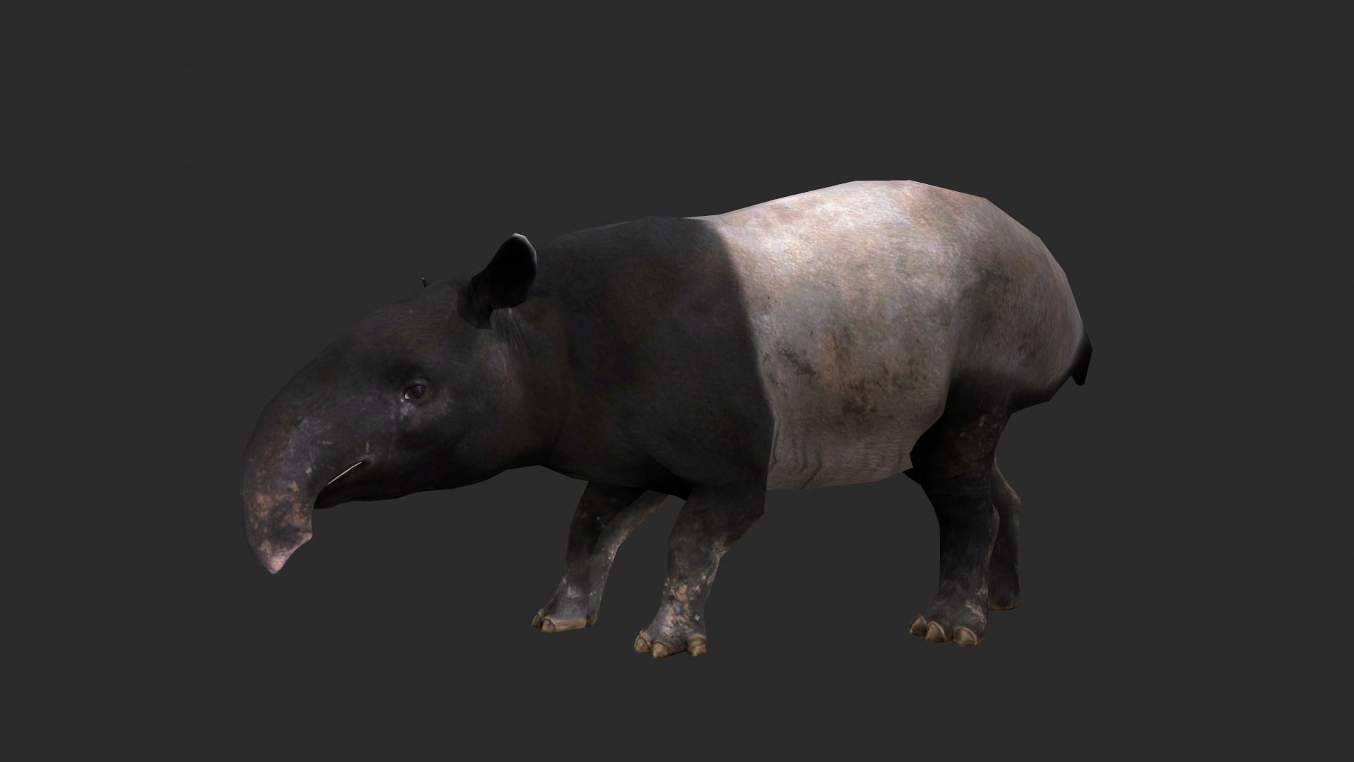 Animated Tapir Low-poly 3D model_5