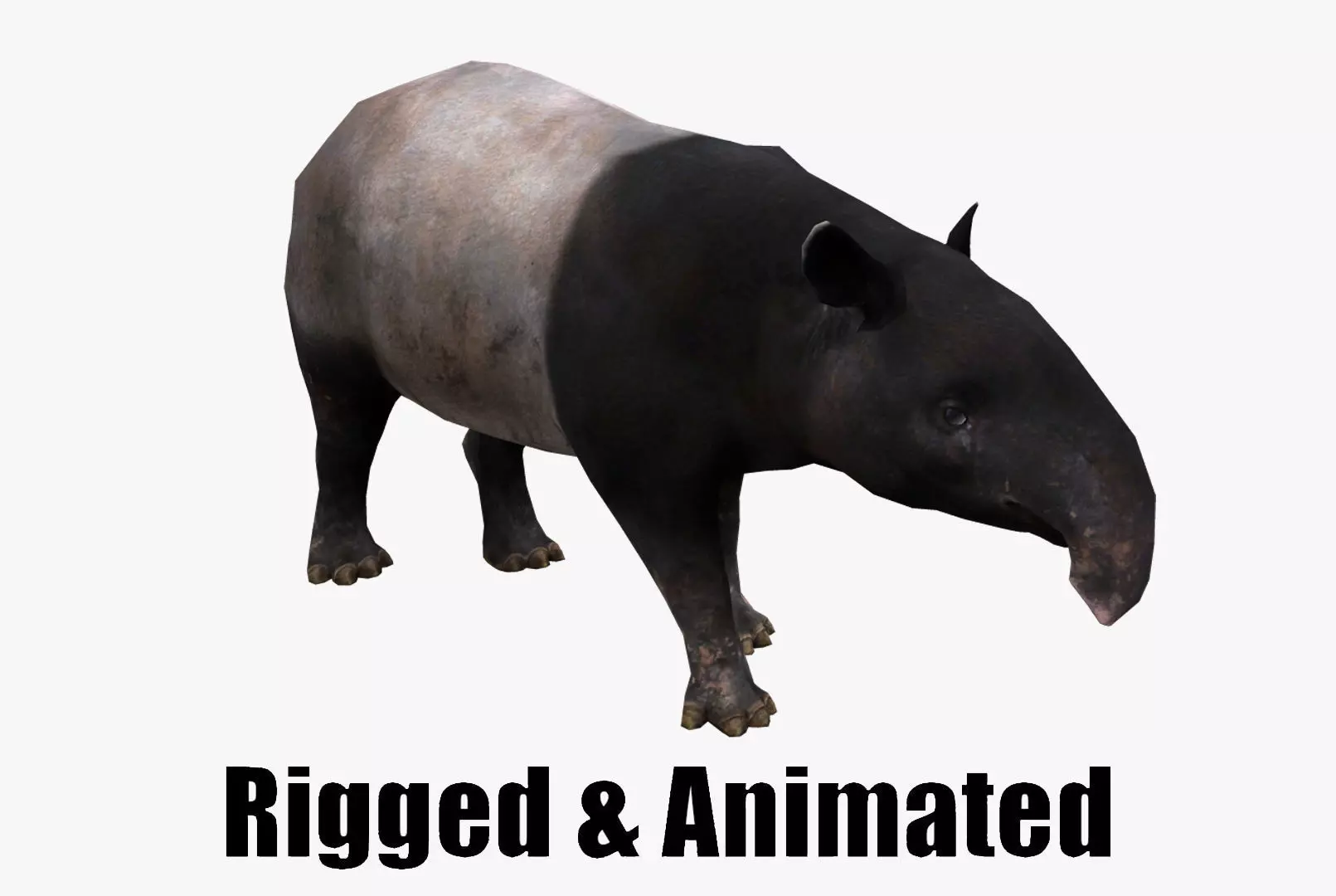 Animated Tapir Low-poly 3D model_0