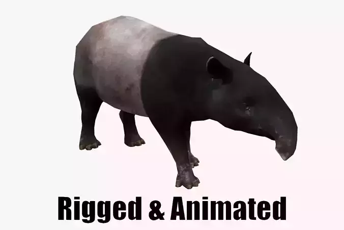 Animated Tapir