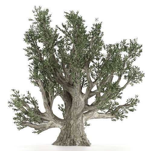Old Olive Tree 3D model