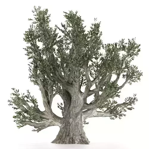 Old Olive Tree