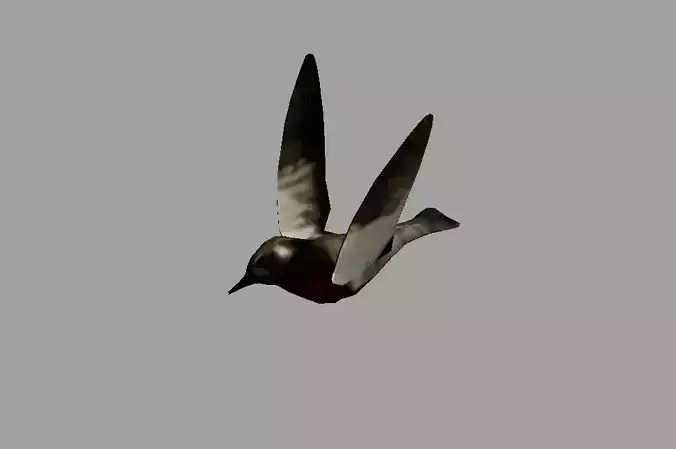 sparrow bird with Rigging and  Animation 