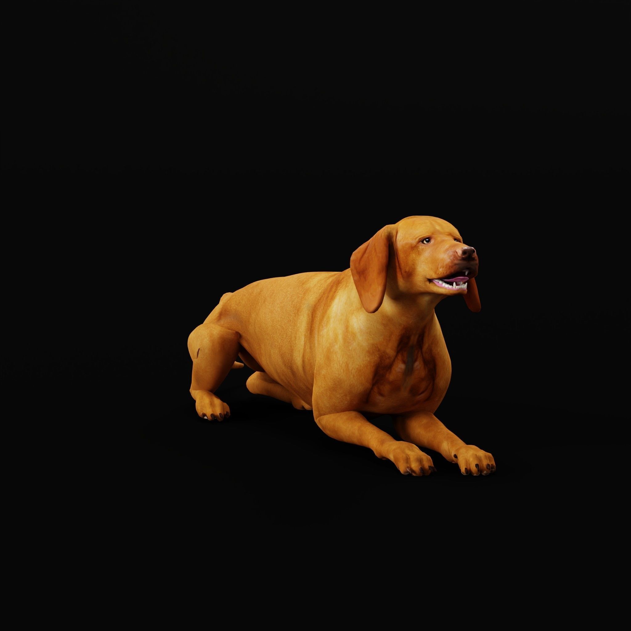 Vizsla Dog 3D model_29