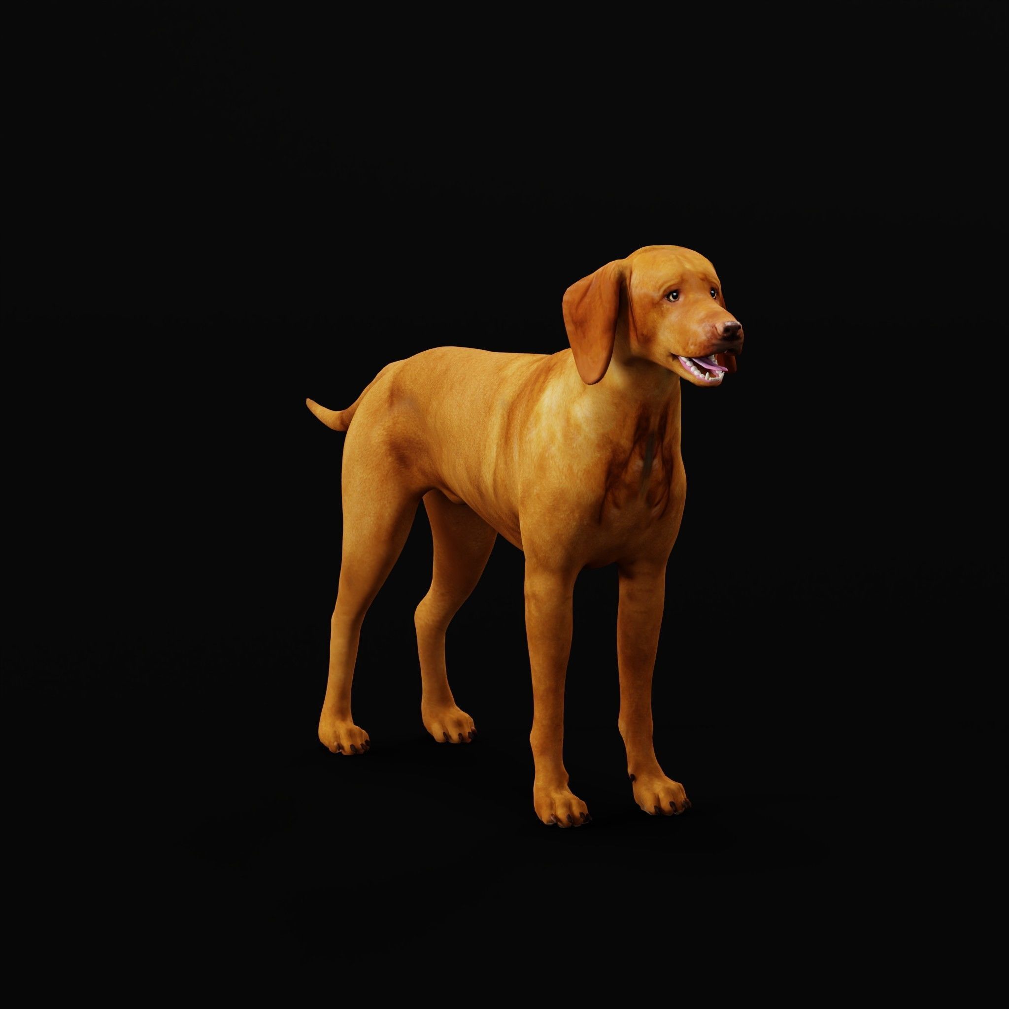 Vizsla Dog 3D model_20