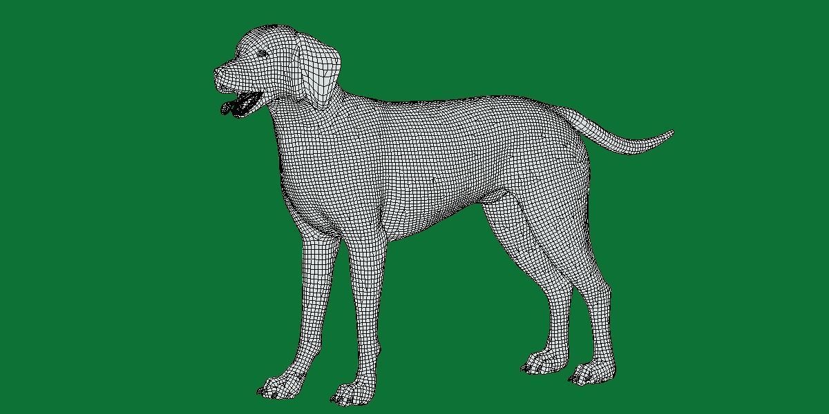 Vizsla Dog 3D model_8
