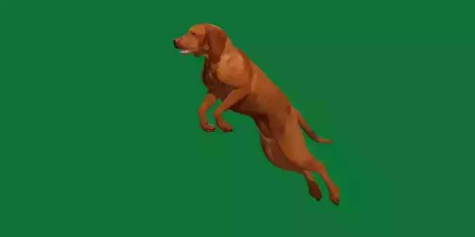 Vizsla Dog