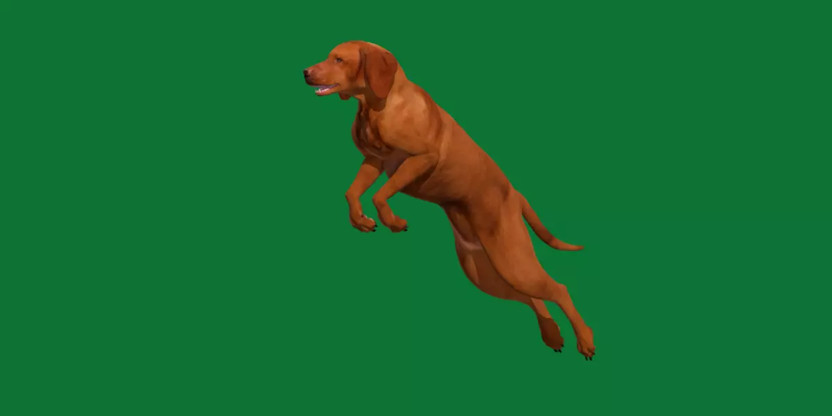 Vizsla Dog 3D model_0