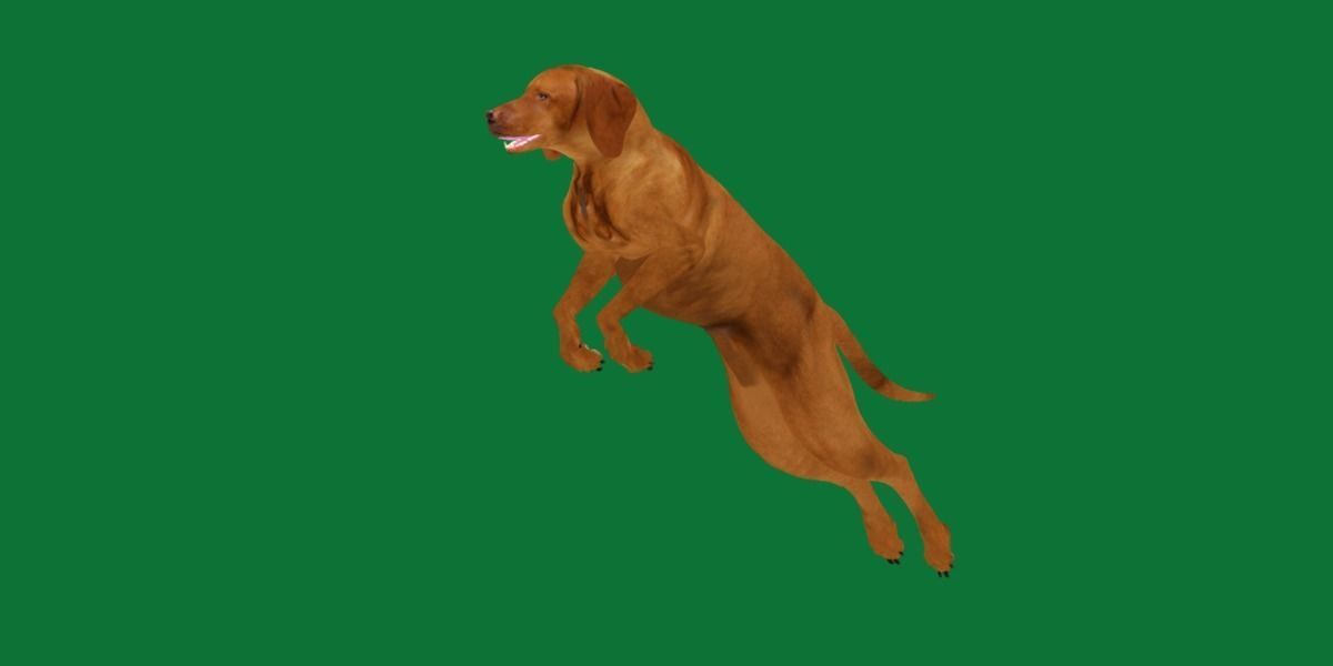 Vizsla Dog 3D model_15