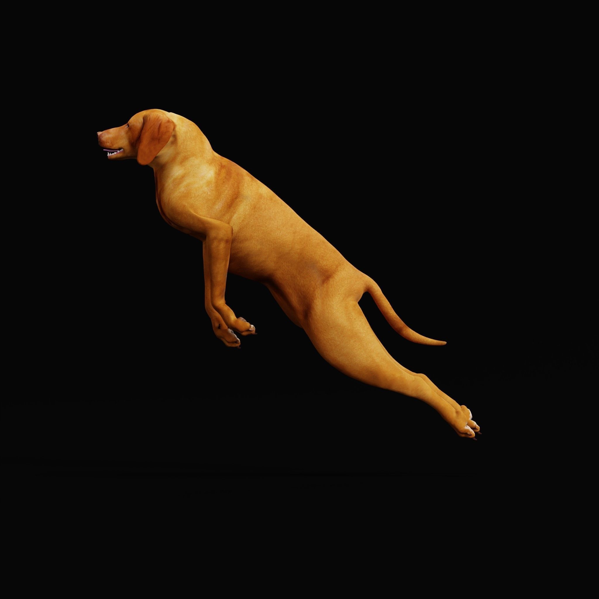 Vizsla Dog 3D model_26