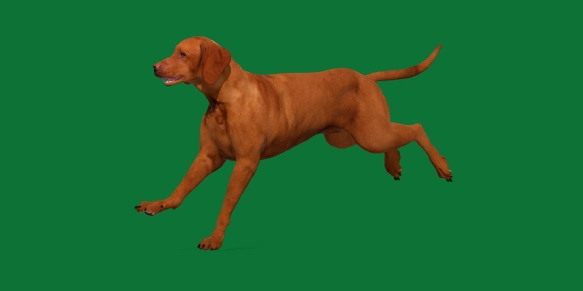Vizsla Dog 3D model_12