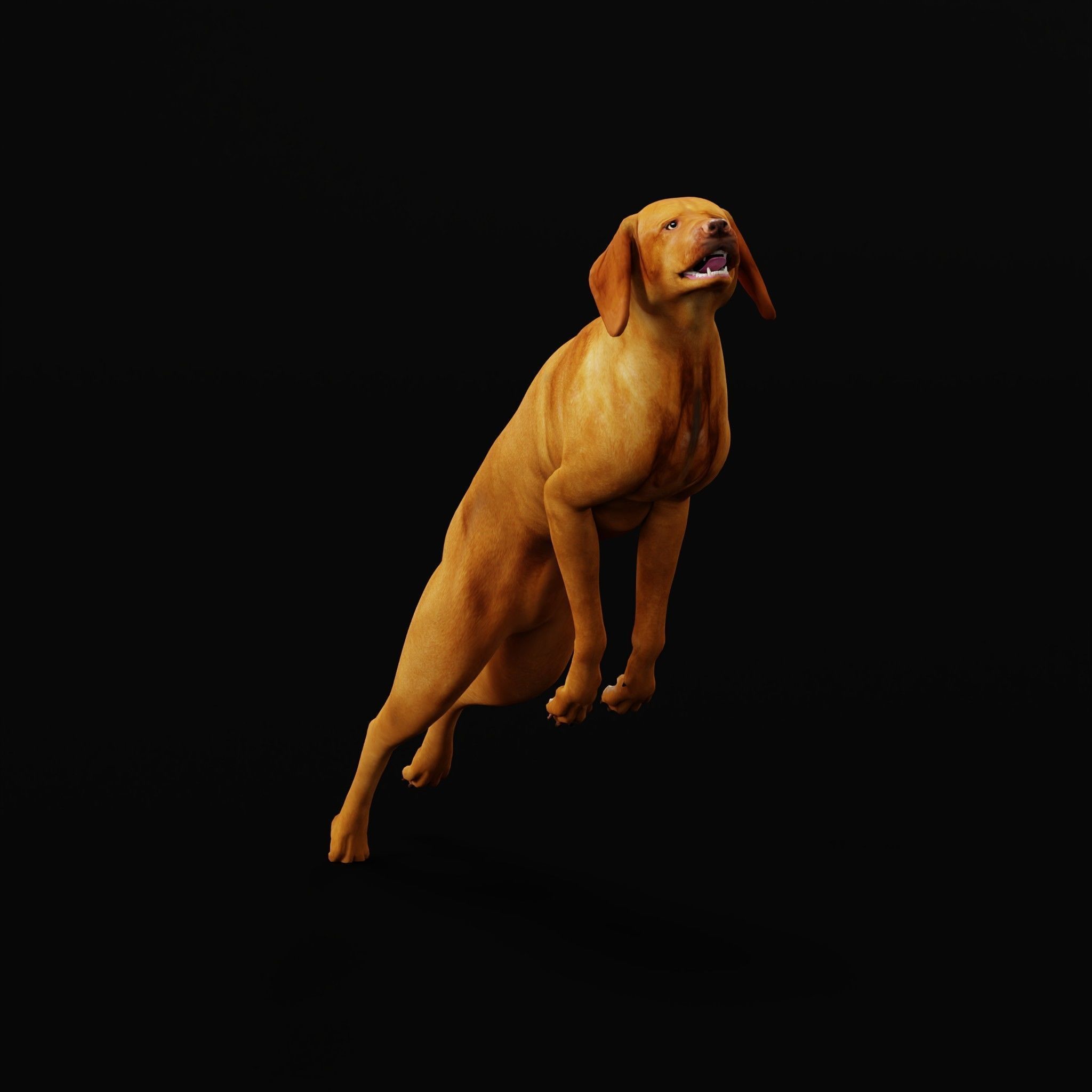 Vizsla Dog 3D model_24