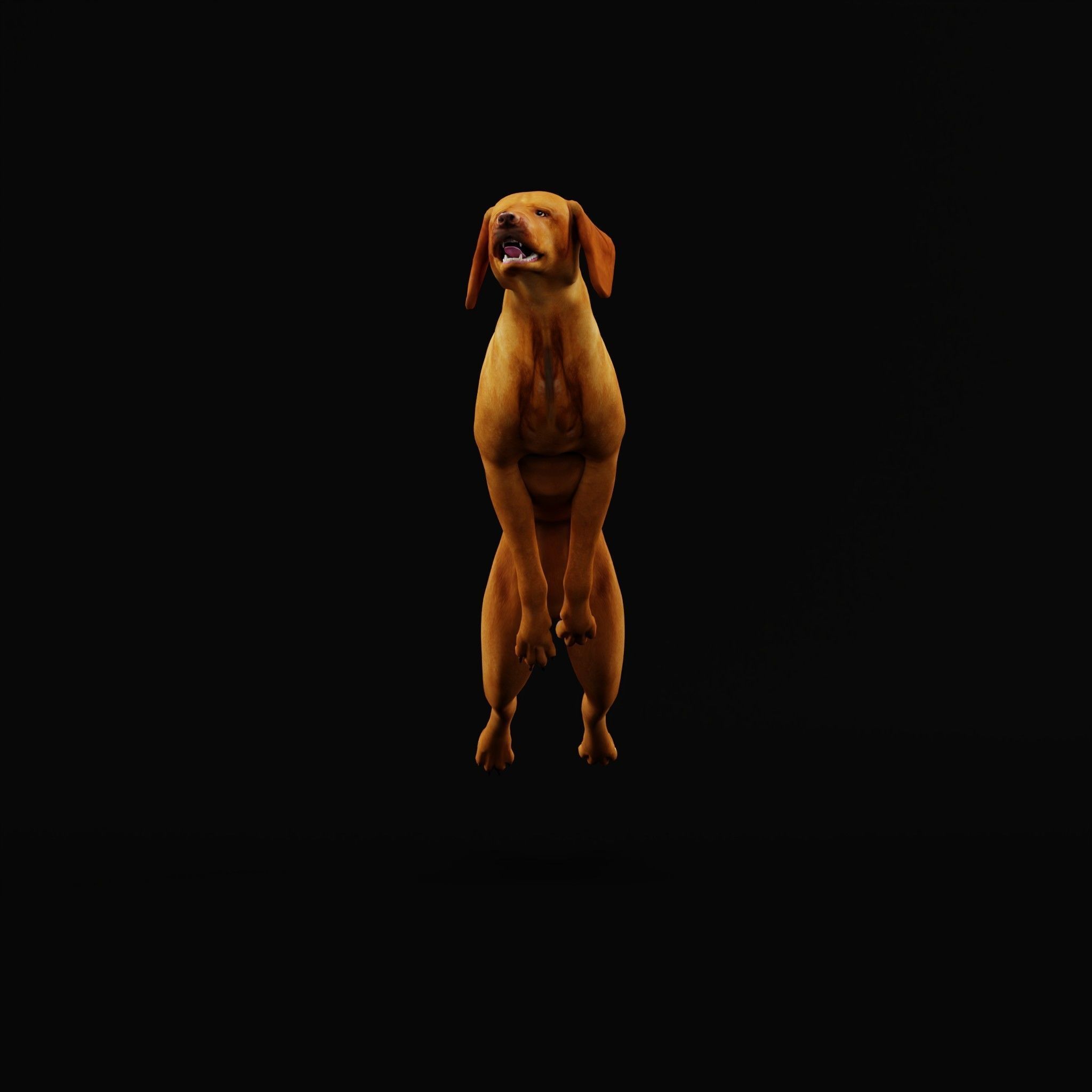 Vizsla Dog 3D model_25