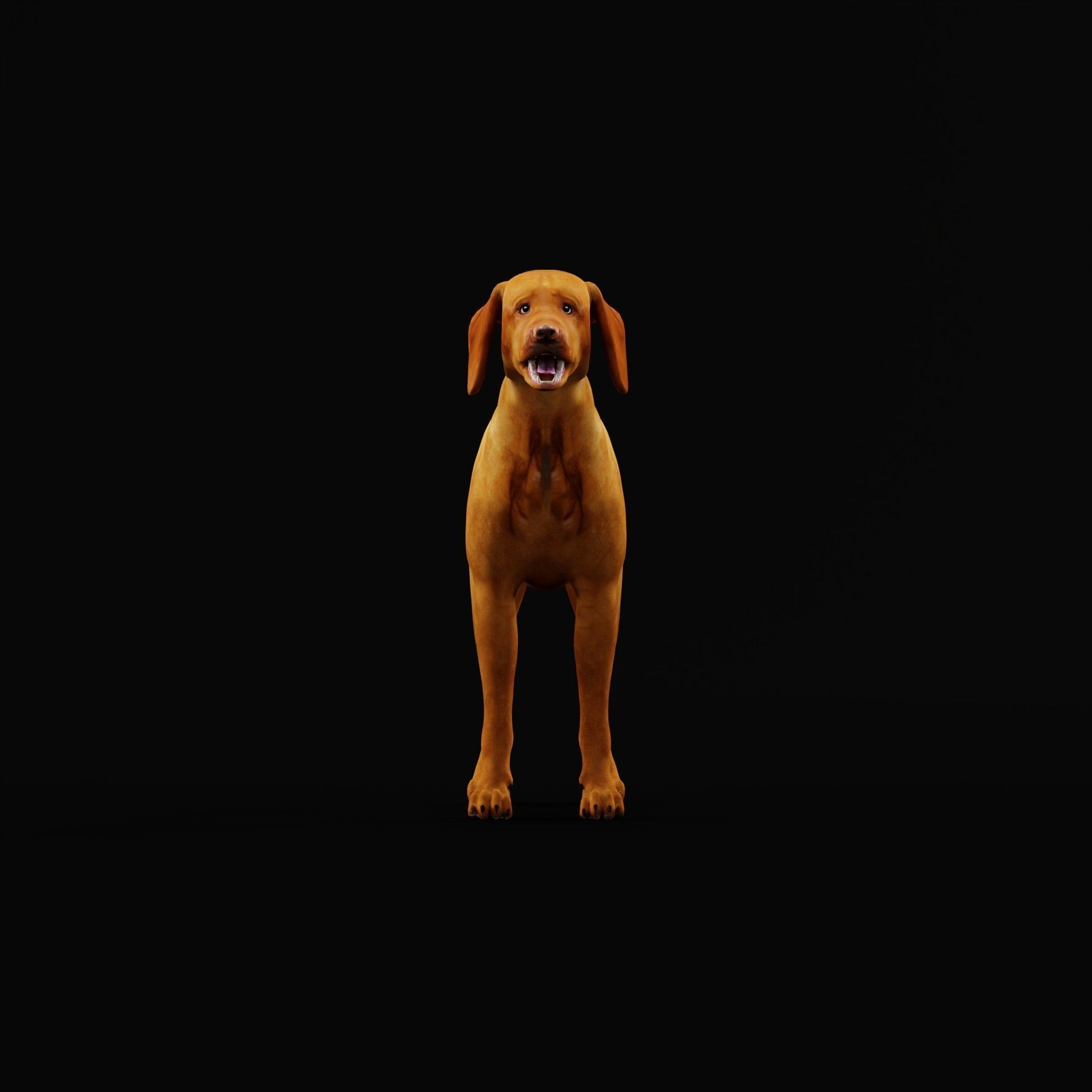 Vizsla Dog 3D model_21