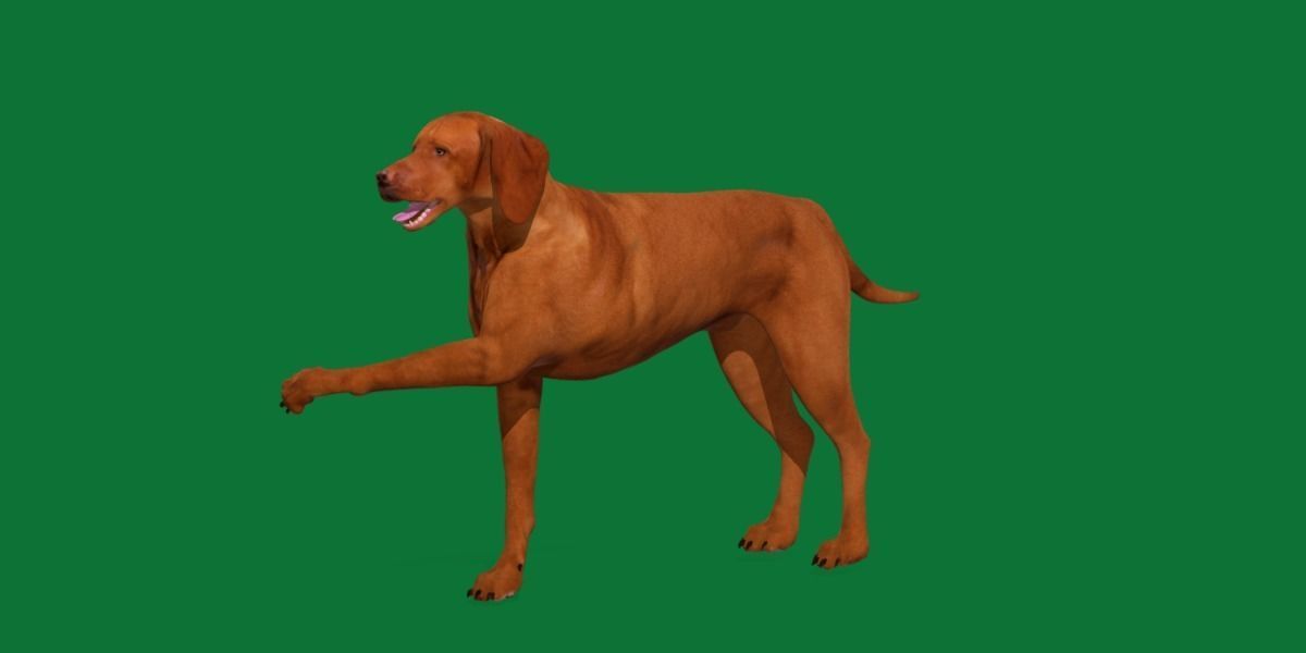 Vizsla Dog 3D model_19