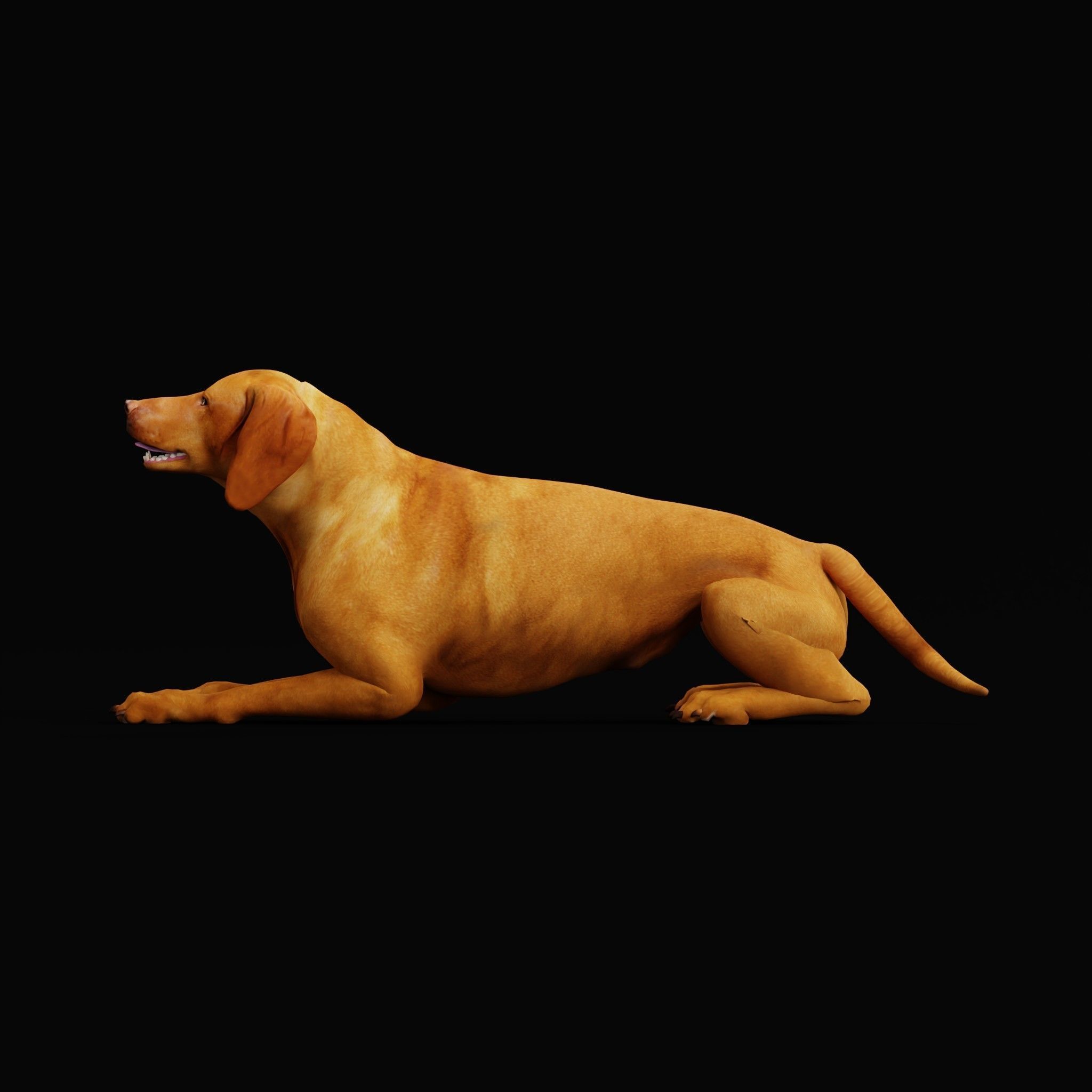 Vizsla Dog 3D model_27