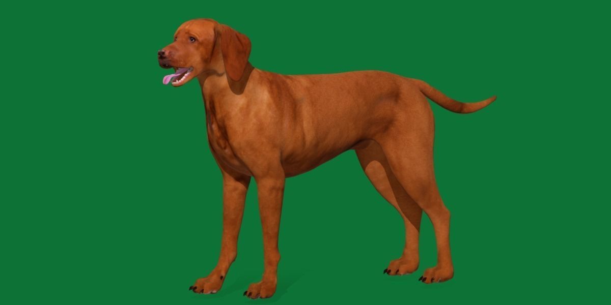 Vizsla Dog 3D model_10