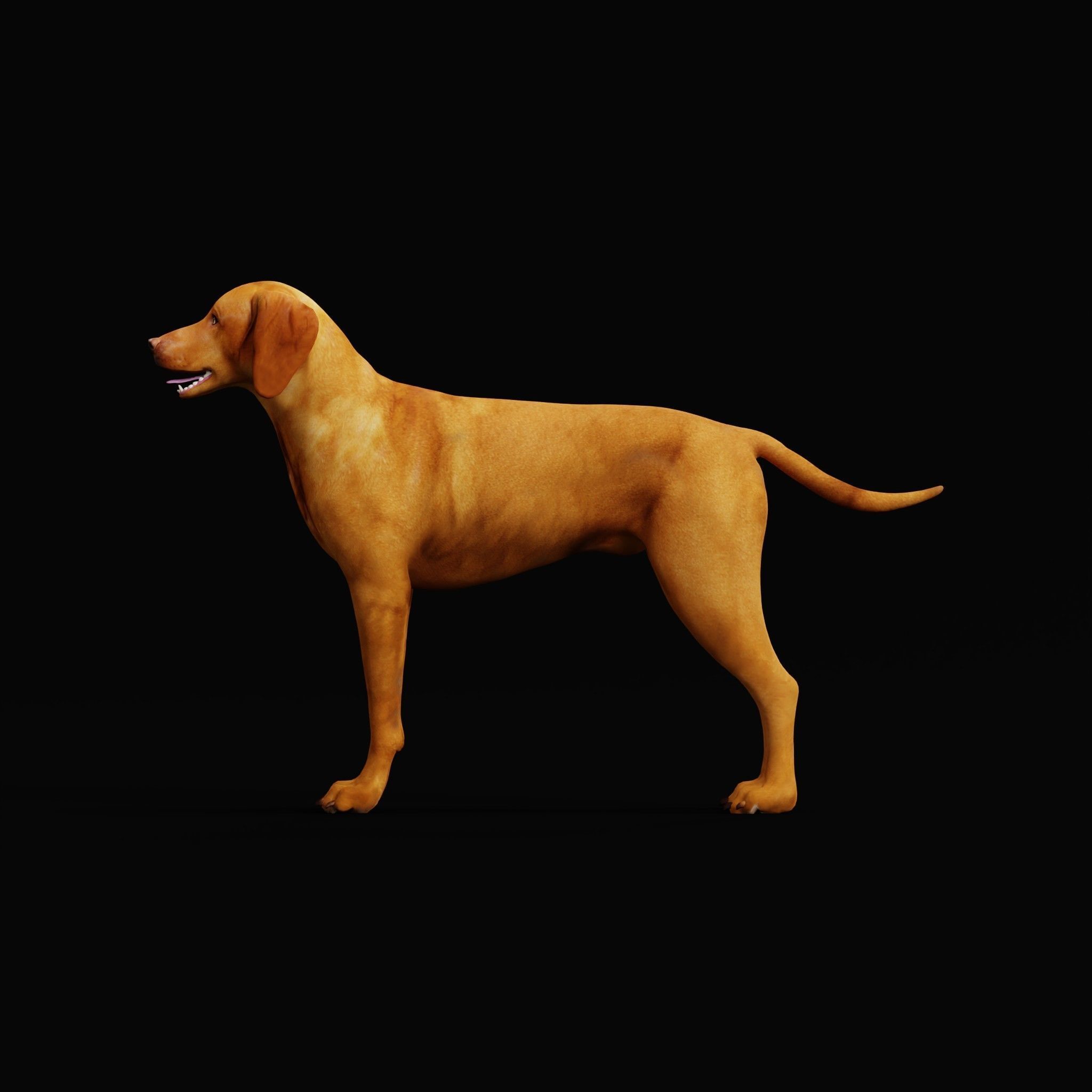 Vizsla Dog 3D model_22