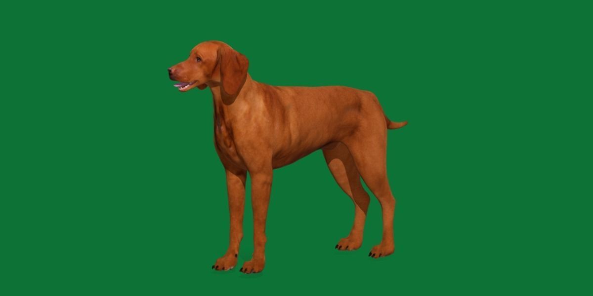 Vizsla Dog 3D model_3