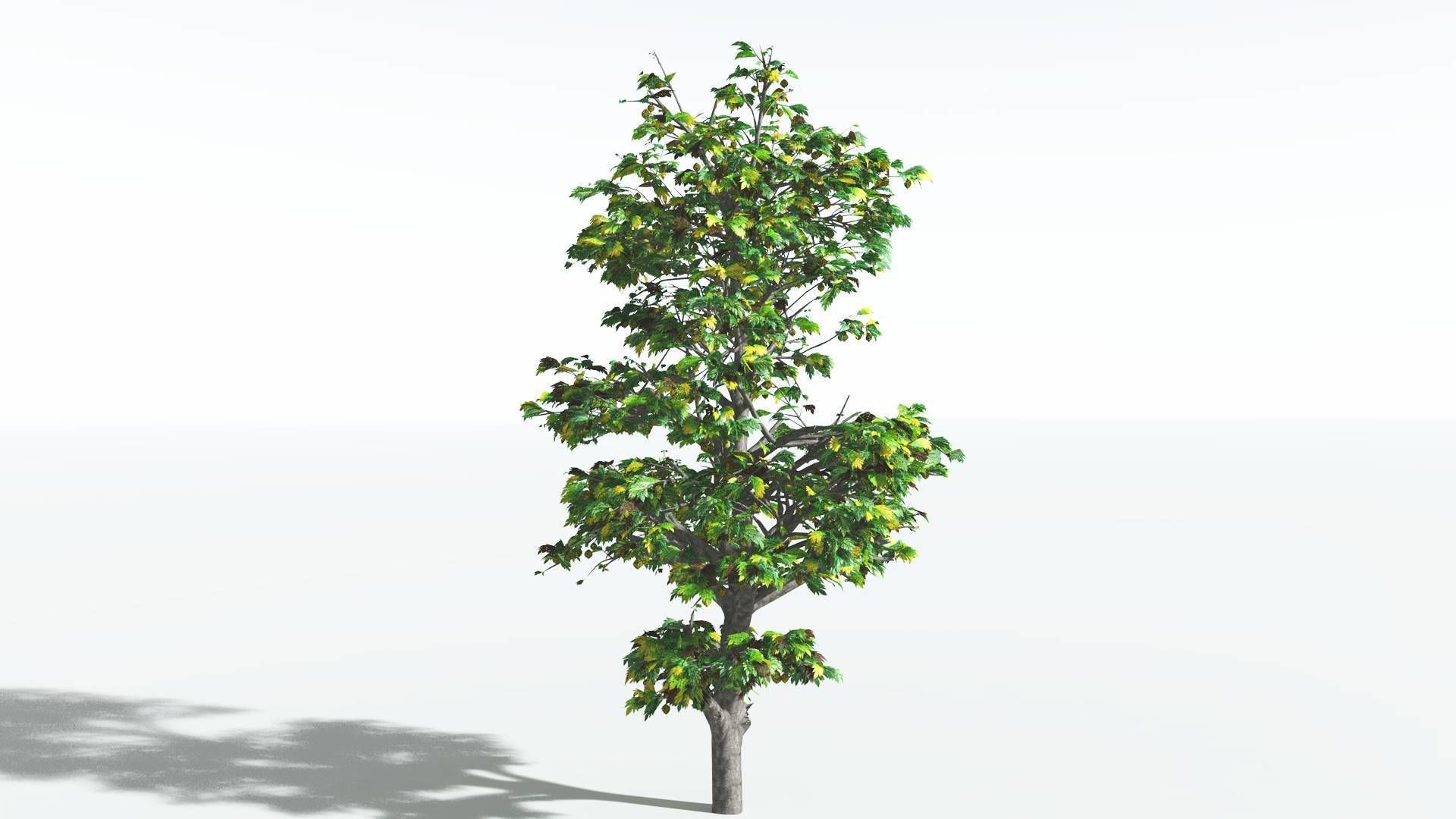 EVERYPlant Breadnut 3 --12 Models-- 3D model_8