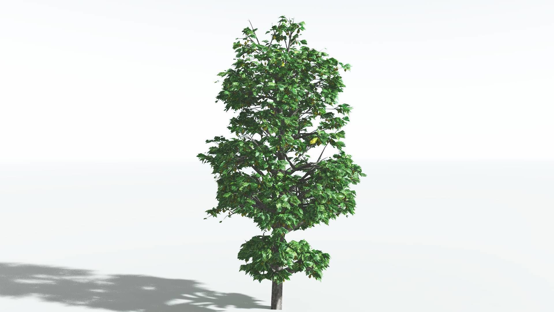 EVERYPlant Breadnut 3 --12 Models-- 3D model_24