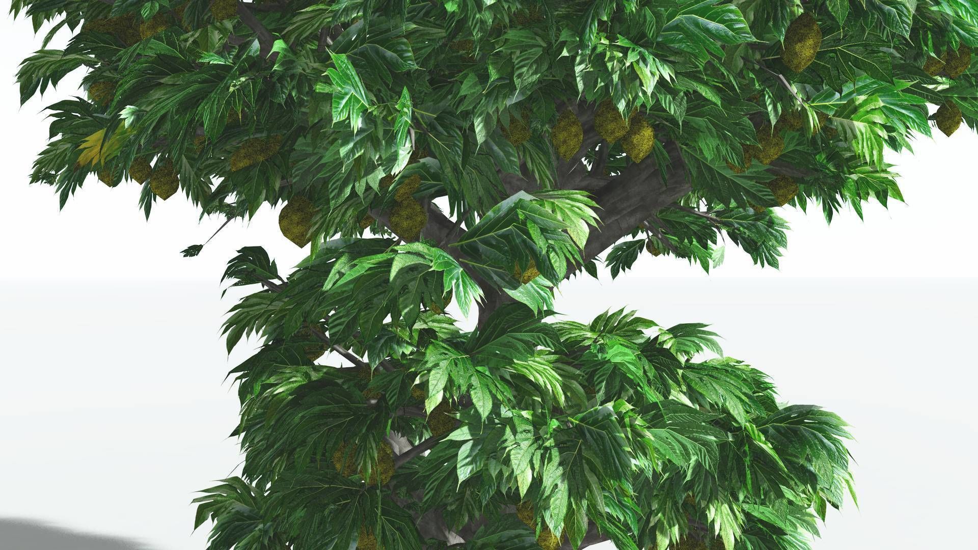 EVERYPlant Breadnut 3 --12 Models-- 3D model_19