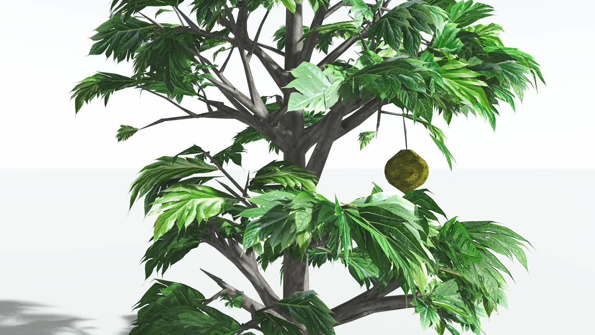 EVERYPlant Breadnut 3 --12 Models-- 3D model_21