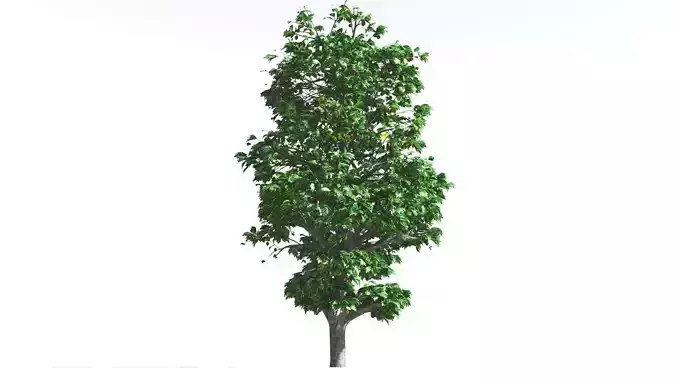 EVERYPlant Breadnut 3 --12 Models-- 3D model