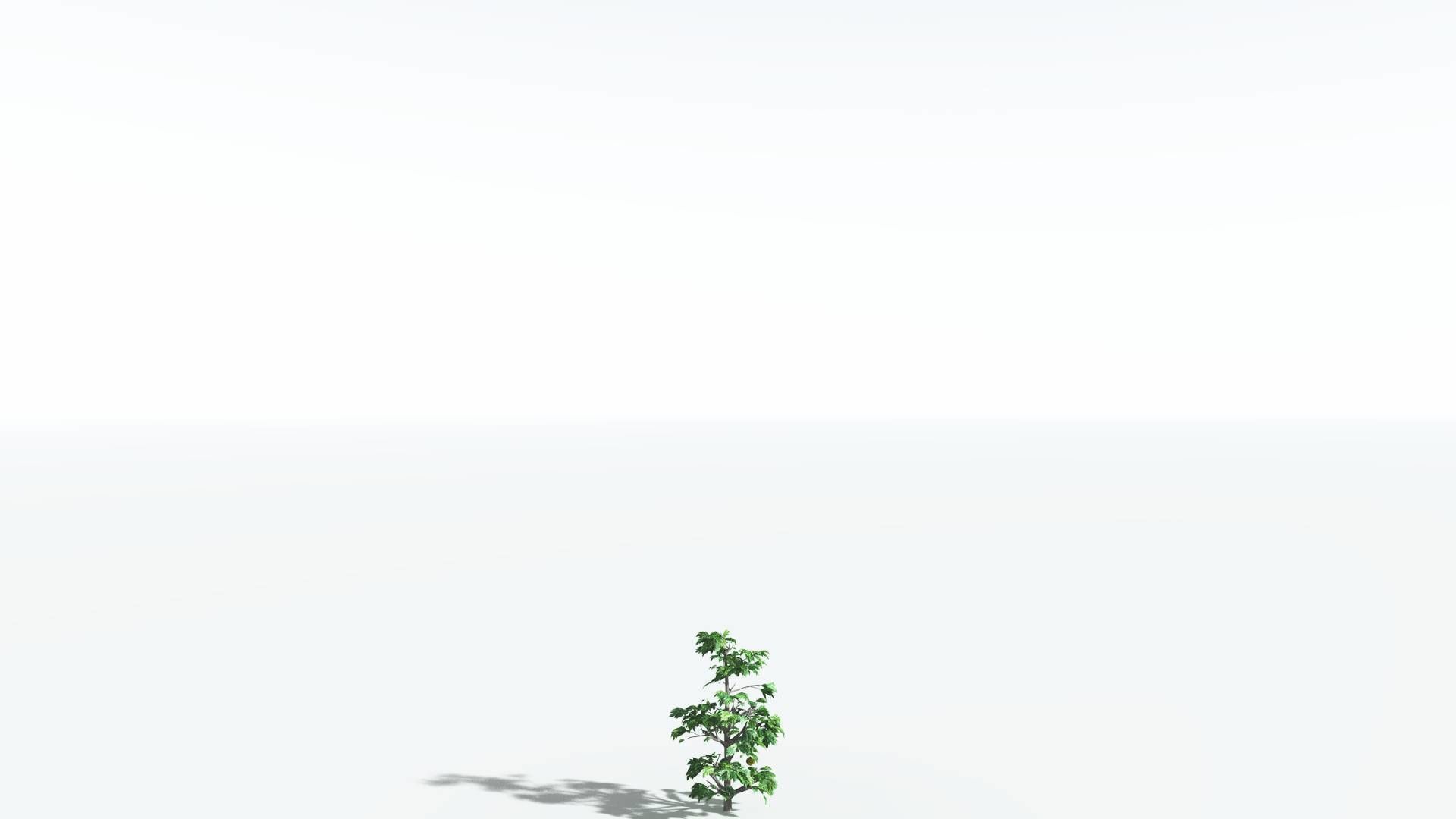 EVERYPlant Breadnut 3 --12 Models-- 3D model_20
