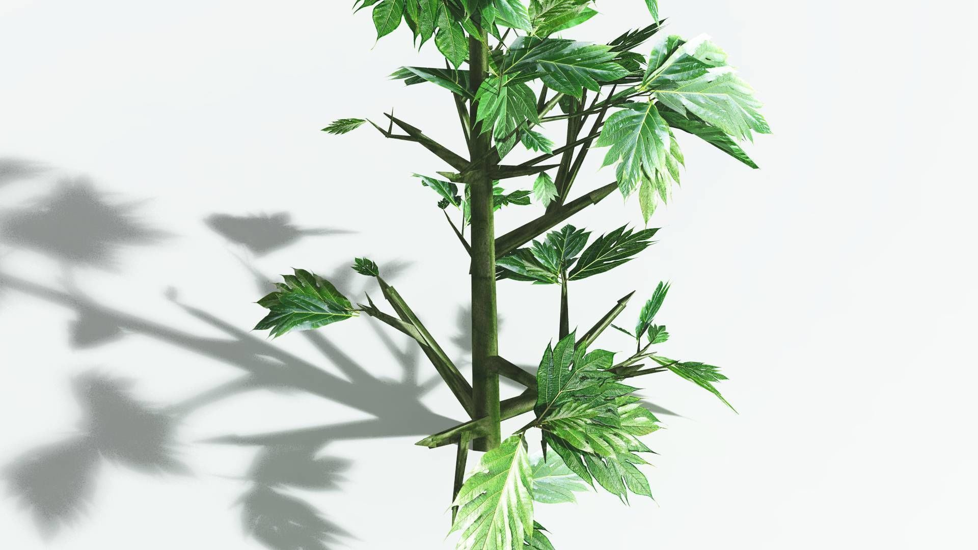 EVERYPlant Breadnut 3 --12 Models-- 3D model_23