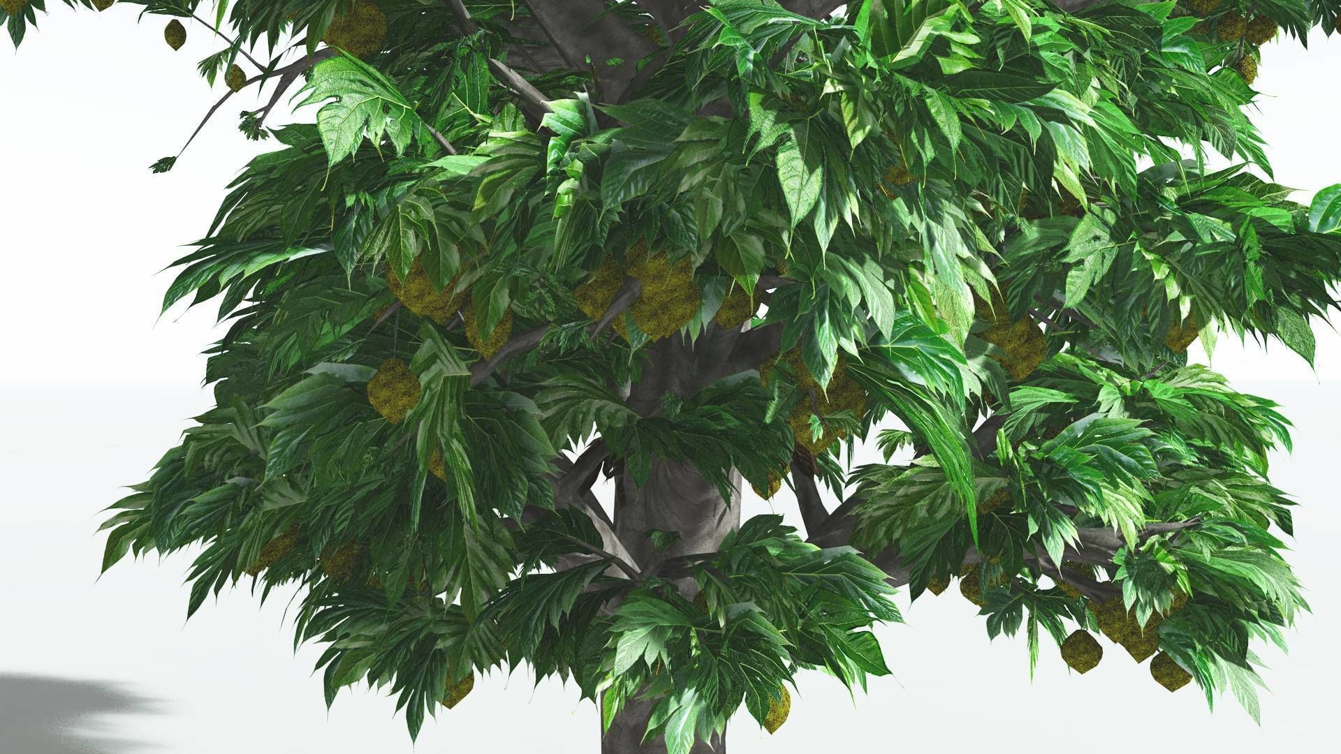 EVERYPlant Breadnut 3 --12 Models-- 3D model_7