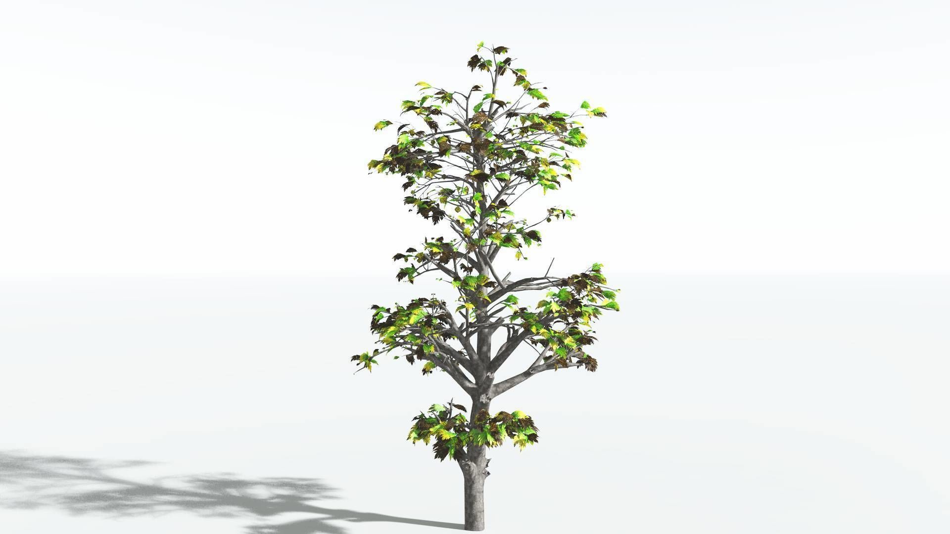 EVERYPlant Breadnut 3 --12 Models-- 3D model_10